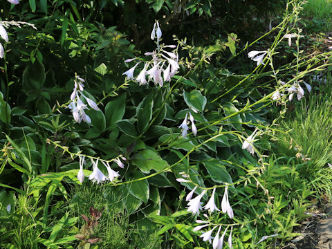 Hosta cv. Lady Helen