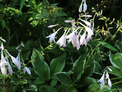 Hosta cv. Reptillian