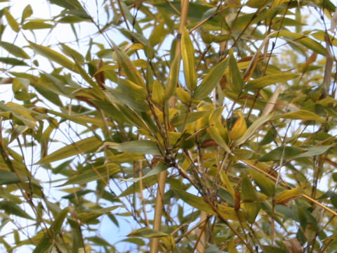 Phyllostachys bambusoides cv. Castilloni-inversa