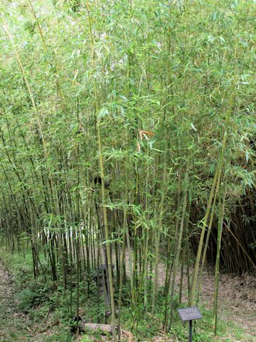 Phyllostachys bambusoides cv. Castilloni-inversa