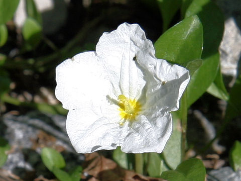 Nierembergia rivularis