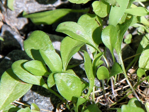 Nierembergia rivularis