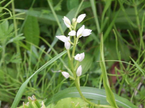 Cephalanthera erecta