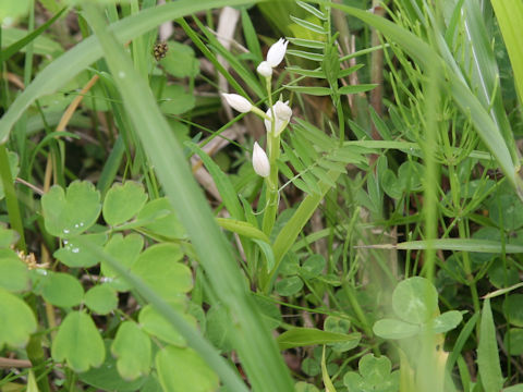 Cephalanthera erecta