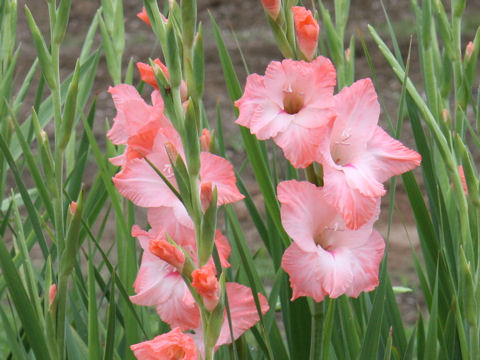 Gladiolus hybridus