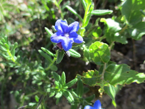 Glandora prostrata