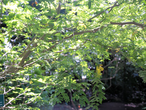 Gleditsia aquatica