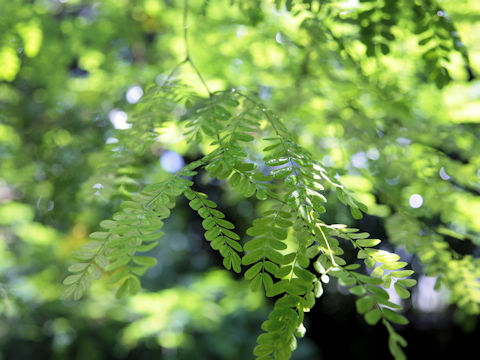 Gleditsia aquatica