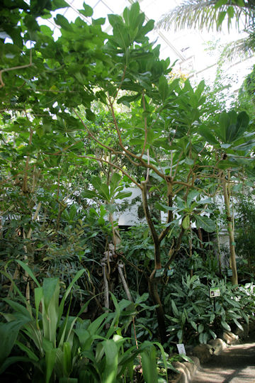 Barringtonia asiatica