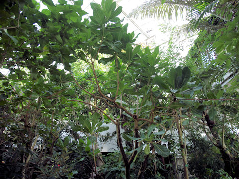 Barringtonia asiatica