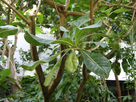 Barringtonia asiatica