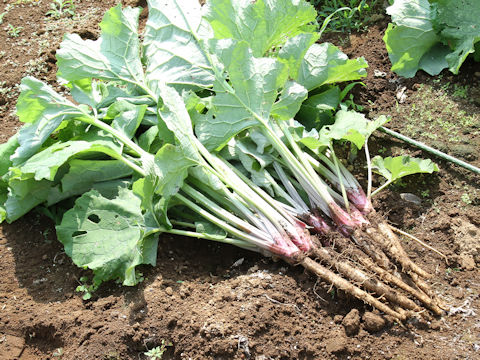 Arctium lappa