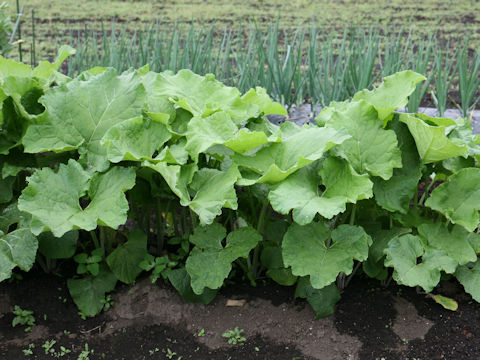 Arctium lappa