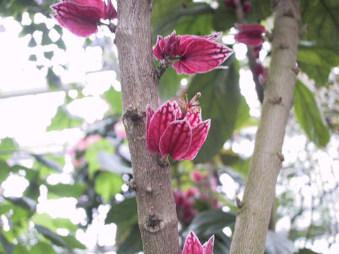 Goethea strictiflora