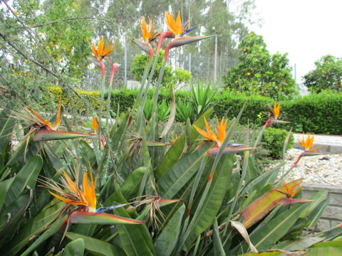 Strelitzia reginae