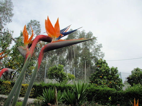 Strelitzia reginae