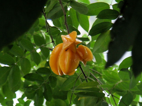 Averrhoa carambola