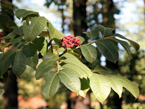 Euodia ruticarpa