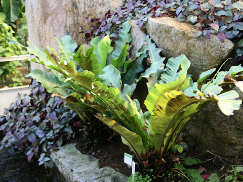 Asplenium australasicum