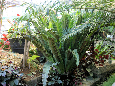 Asplenium australasicum