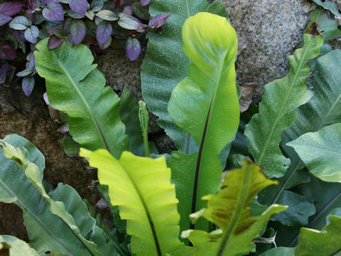 Asplenium australasicum