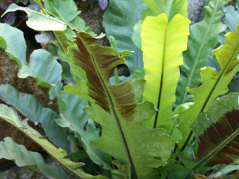 Asplenium australasicum