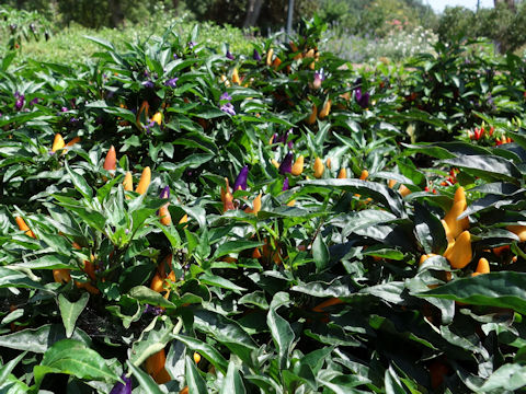 Capsicum annuum cv. Maya Mambo Purple Orange