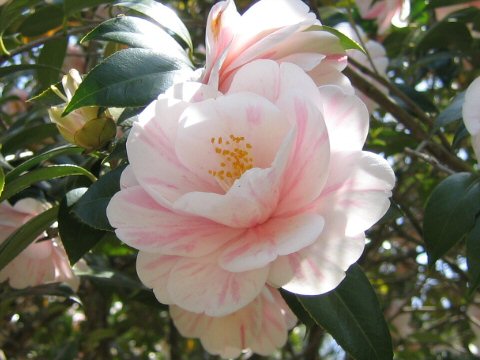 Camellia japonica cv. Goshiki-tsubaki