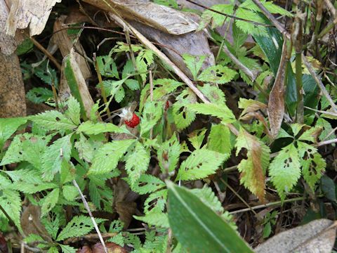 Rubus ikenoensis