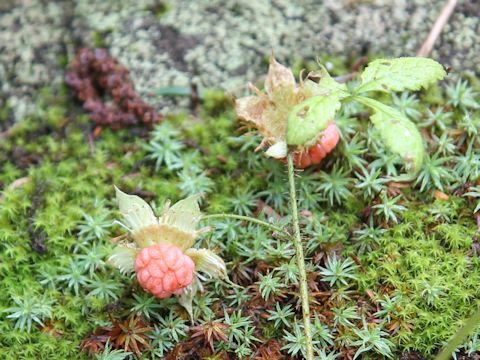 Rubus ikenoensis