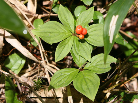 Chamaepericlymenum canadense