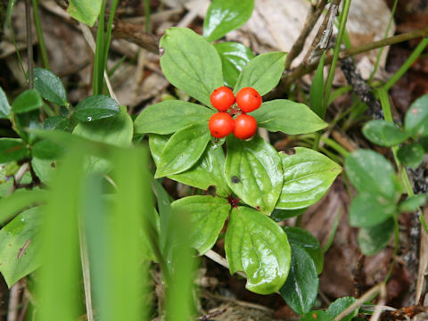 Chamaepericlymenum canadense