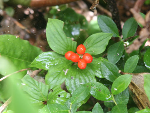 Chamaepericlymenum canadense