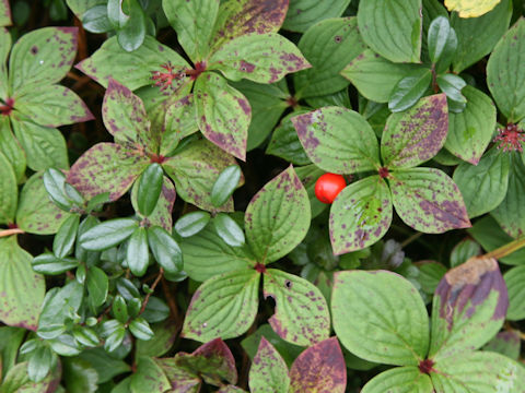 Chamaepericlymenum canadense