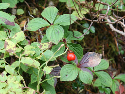 Chamaepericlymenum canadense