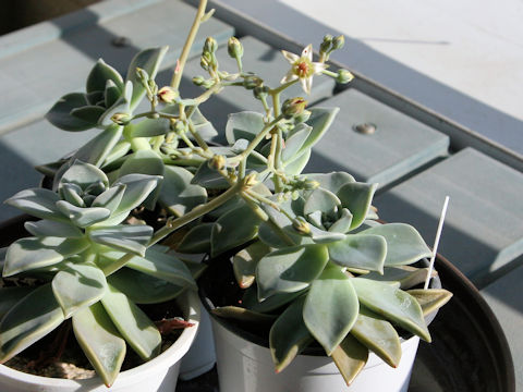 Graptopetalum paraguayense