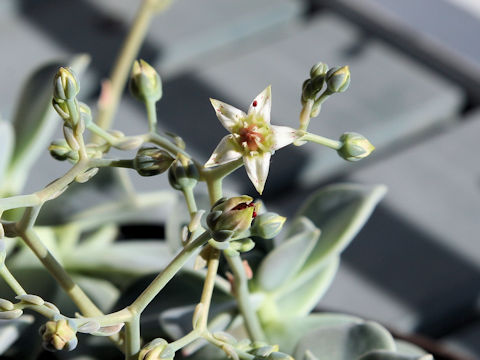 Graptopetalum paraguayense