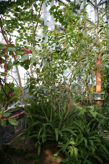Graptophyllum pictum
