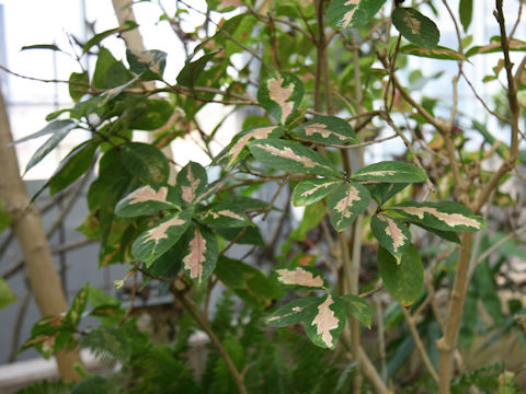 Graptophyllum pictum