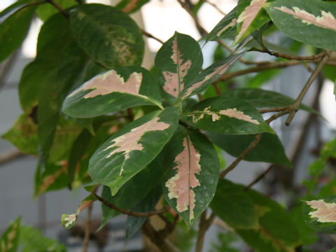 Graptophyllum pictum