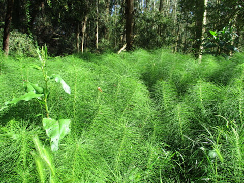 Equisetum telmateia