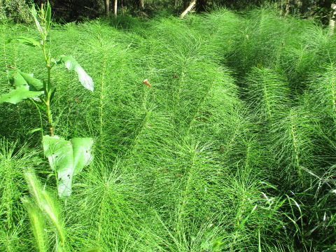 Equisetum telmateia