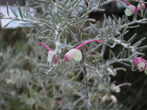 Grevillea lavandulacea cv. Red Cloud
