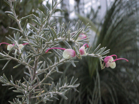 Grevillea lavandulacea cv. Red Cloud