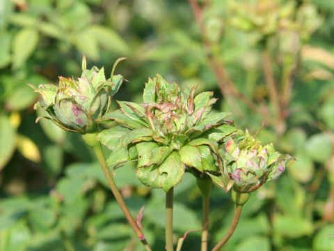 Rosa chinensis ssp. viridiflora