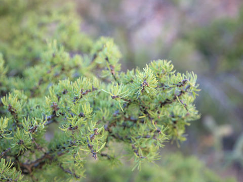 Guaiacum angustifolium