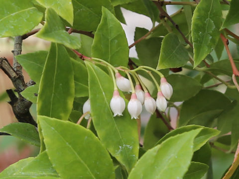 Vaccinium wrightii