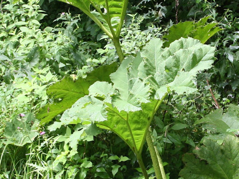 Gunnera manicata
