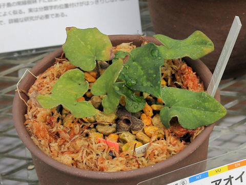 Asarum gusk