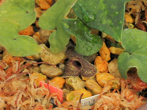Asarum gusk
